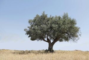 olive tree