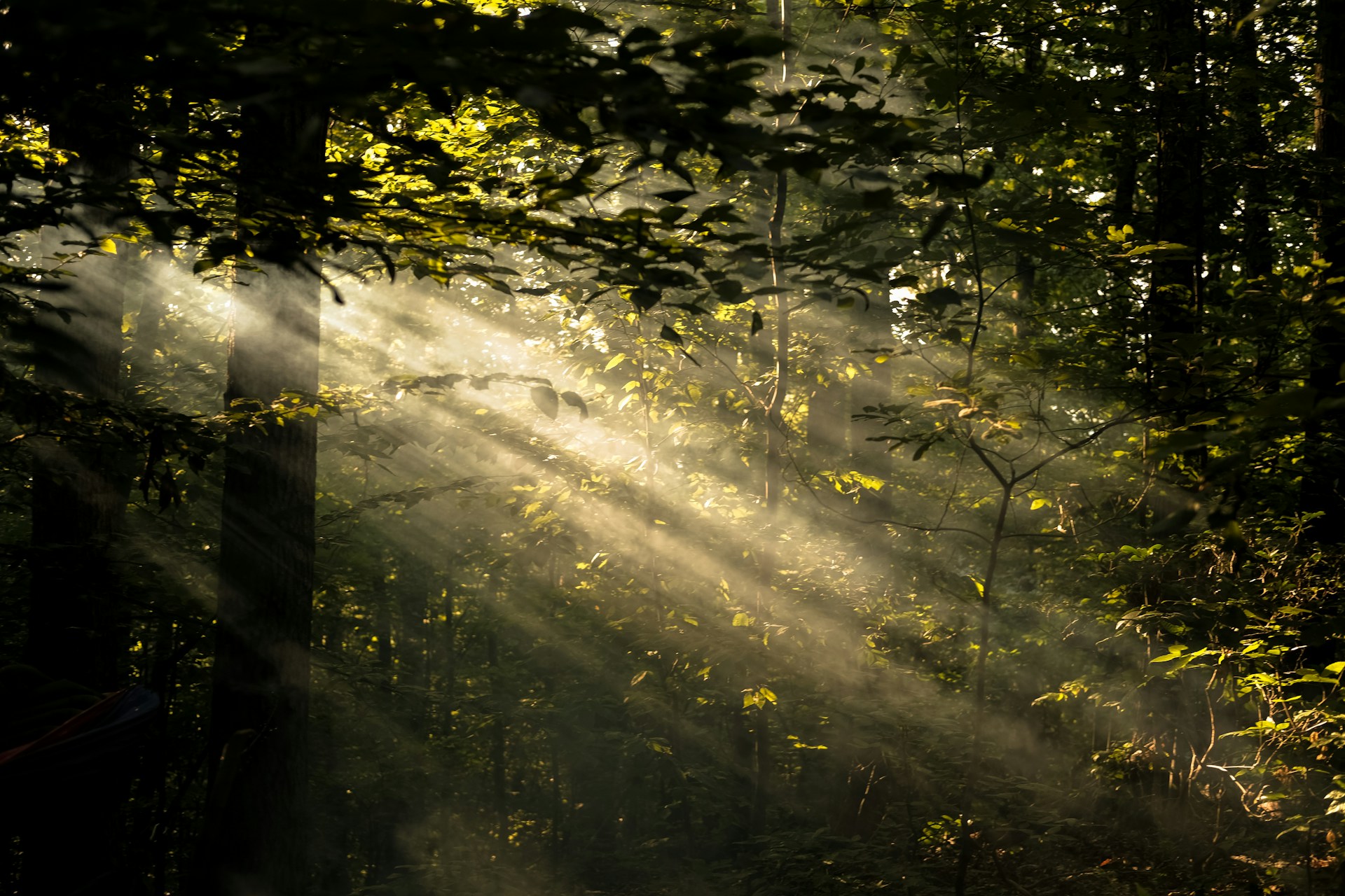 Wren meinberg mU2tmikgrwE unsplash (1)